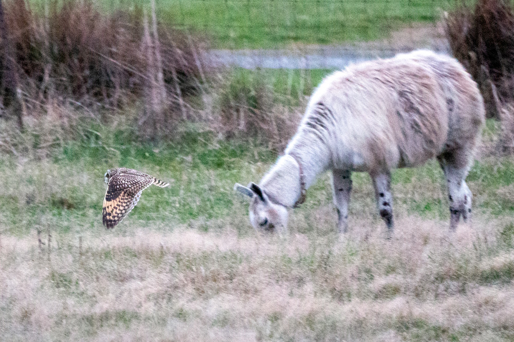 Short-eared Owl